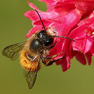 Osmia bicornis / rufa, M Osmia bicornis / rufa, M