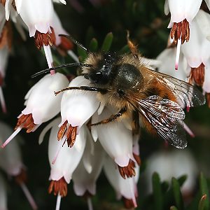 Osmia bicornis / rufa, M an Zier-Schneeheide Osmia bicornis / rufa, M an Zier-Schneeheide