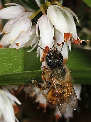 Osmia bicornis / rufa, W Osmia bicornis / rufa, W