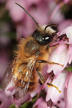 Osmia bicornis / rufa, M Osmia bicornis / rufa, M