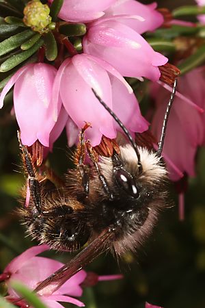 Osmia bicornis / rufa, M Osmia bicornis / rufa, M