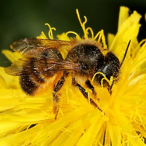 Rostrote Mauerbiene (Osmia bicornis/rufa), W Rostrote Mauerbiene (Osmia bicornis/rufa), W