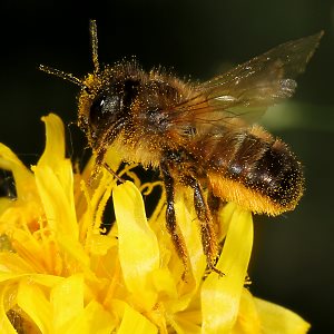 Osmia bicornis / rufa, W Osmia bicornis / rufa, W