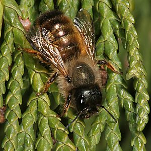 Osmia bicornis / rufa, W Osmia bicornis / rufa, W