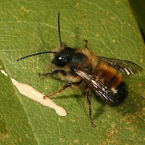 Mauerbiene Osmia bicornis / rufa, W Mauerbiene Osmia bicornis / rufa, W
