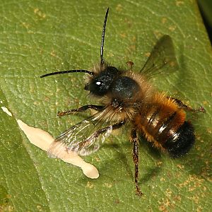 Mauerbiene Osmia bicornis / rufa, W Mauerbiene Osmia bicornis / rufa, W