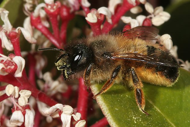 Rostrote Mauerbiene (Osmia bicornis/rufa), W Rostrote Mauerbiene (Osmia bicornis/rufa), W