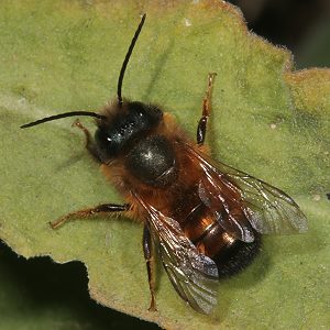 Rostrote Mauerbiene (Osmia bicornis/rufa), M Rostrote Mauerbiene (Osmia bicornis/rufa), M