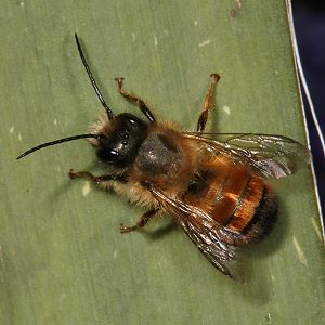 Osmia bicornis / rufa, M Osmia bicornis / rufa, M