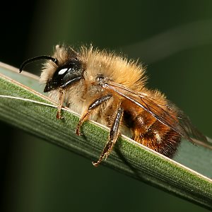 Osmia bicornis / rufa, W Osmia bicornis / rufa, W