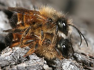 Rostrote Mauerbiene (Osmia bicornis/rufa), MW Rostrote Mauerbiene (Osmia bicornis/rufa), MW