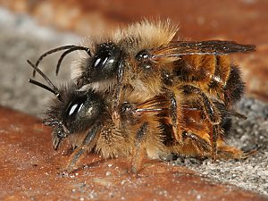 Osmia bicornis / rufa, MW Osmia bicornis / rufa, MW
