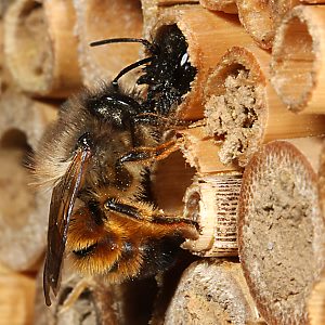 Rostrote Mauerbiene (Osmia bicornis/rufa), WW Rostrote Mauerbiene (Osmia bicornis/rufa), WW
