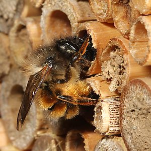 Osmia bicornis / rufa, WW Osmia bicornis / rufa, WW