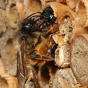 Rostrote Mauerbiene (Osmia bicornis/rufa), M Rostrote Mauerbiene (Osmia bicornis/rufa), M