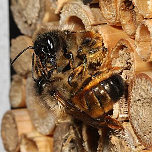 Osmia bicornis / rufa, W Osmia bicornis / rufa, W