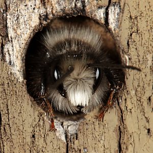 Mauerbiene Osmia bicornis / rufa, M Mauerbiene Osmia bicornis / rufa, M