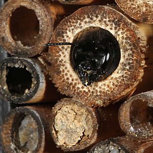 Mauerbiene Osmia bicornis / rufa, W Mauerbiene Osmia bicornis / rufa, W