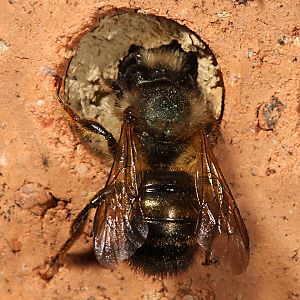 Mauerbiene Osmia bicornis / rufa, M Mauerbiene Osmia bicornis / rufa, M
