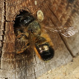 Mauerbiene Osmia bicornis / rufa, W Mauerbiene Osmia bicornis / rufa, W
