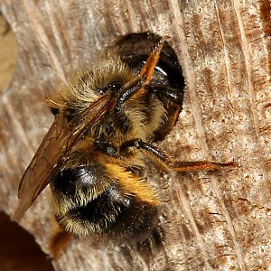 Osmia bicornis / rufa, W am Nest Osmia bicornis / rufa, W am Nest