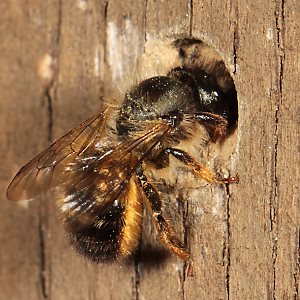 Mauerbiene Osmia bicornis / rufa, W am Nest Mauerbiene Osmia bicornis / rufa, W am Nest