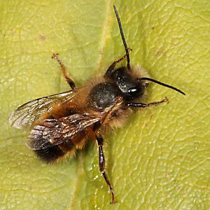 Rostrote Mauerbiene (Osmia bicornis/rufa), M Rostrote Mauerbiene (Osmia bicornis/rufa), M