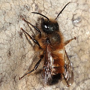 Osmia bicornis / rufa, W Osmia bicornis / rufa, W