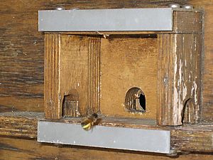 Rostrote Mauerbiene (Osmia bicornis/rufa), W Rostrote Mauerbiene (Osmia bicornis/rufa), W