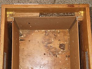 Osmia bicornis / rufa, W Osmia bicornis / rufa, W