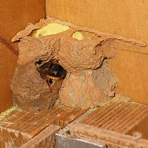 Rostrote Mauerbiene (Osmia bicornis/rufa, W) im Hummelkasten Rostrote Mauerbiene (Osmia bicornis/rufa, W) im Hummelkasten