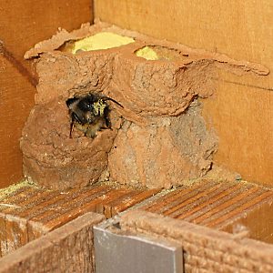 Rostrote Mauerbiene (Osmia bicornis/rufa, W) im Hummelkasten Rostrote Mauerbiene (Osmia bicornis/rufa, W) im Hummelkasten