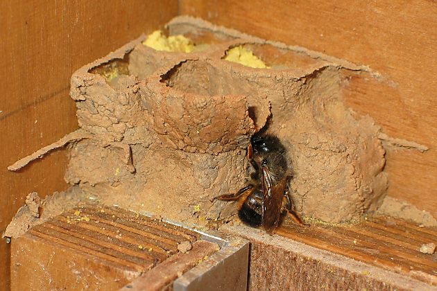 Rostrote Mauerbiene (Osmia bicornis/rufa), W Rostrote Mauerbiene (Osmia bicornis/rufa), W