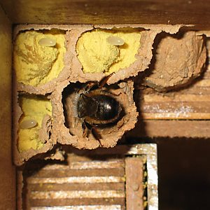 Rostrote Mauerbiene (Osmia bicornis/rufa, W) im Hummelkasten Rostrote Mauerbiene (Osmia bicornis/rufa, W) im Hummelkasten