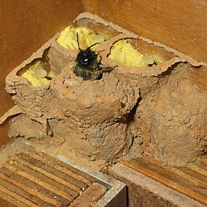 Rostrote Mauerbiene (Osmia bicornis/rufa, W) im Hummelkasten Rostrote Mauerbiene (Osmia bicornis/rufa, W) im Hummelkasten