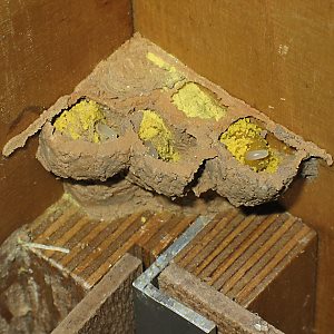 Rostrote Mauerbiene (Osmia bicornis/rufa, W) im Hummelkasten Rostrote Mauerbiene (Osmia bicornis/rufa, W) im Hummelkasten