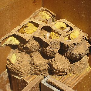 Rostrote Mauerbiene (Osmia bicornis/rufa, W) im Hummelkasten Rostrote Mauerbiene (Osmia bicornis/rufa, W) im Hummelkasten