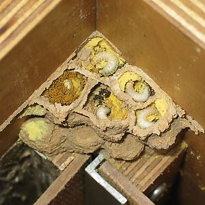 Rostrote Mauerbiene (Osmia bicornis/rufa, W) im Hummelkasten Rostrote Mauerbiene (Osmia bicornis/rufa, W) im Hummelkasten