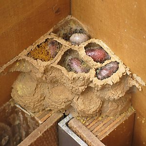 Rostrote Mauerbiene (Osmia bicornis/rufa, W) im Hummelkasten Rostrote Mauerbiene (Osmia bicornis/rufa, W) im Hummelkasten