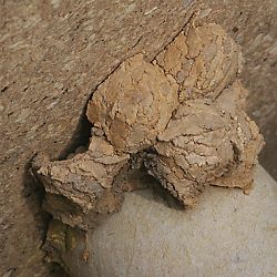 Rostrote Mauerbiene (Osmia bicornis/rufa), M Rostrote Mauerbiene (Osmia bicornis/rufa), M