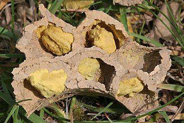 Osmia bicornis / rufa, W Osmia bicornis / rufa, W