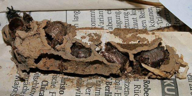 Nest der Rostroten Mauerbiene im Bambusrohr Nest der Rostroten Mauerbiene im Bambusrohr