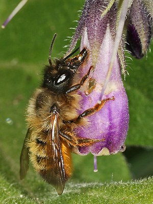 Rostrote Mauerbiene (Osmia bicornis/rufa), W Rostrote Mauerbiene (Osmia bicornis/rufa), W