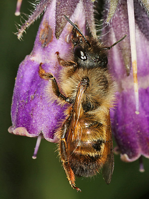 Osmia bicornis / rufa, W Osmia bicornis / rufa, W