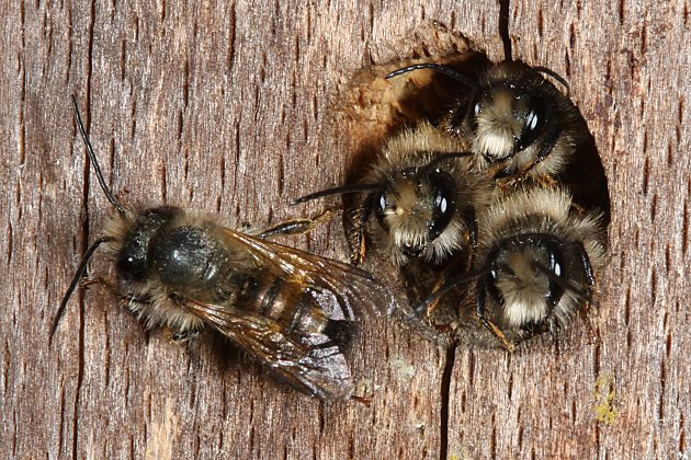 Mauerbiene Osmia bicornis / rufa, MMMM Mauerbiene Osmia bicornis / rufa, MMMM