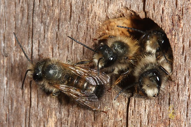 Osmia bicornis, MMMM
