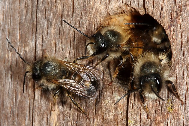 Osmia bicornis, MMMM