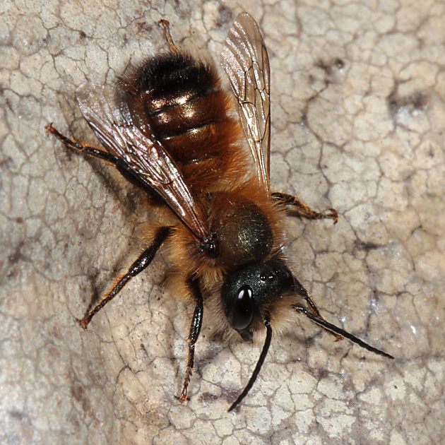 Osmia bicornis, M