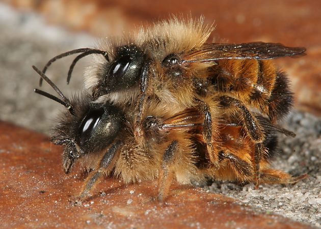 Osmia bicornis, MW