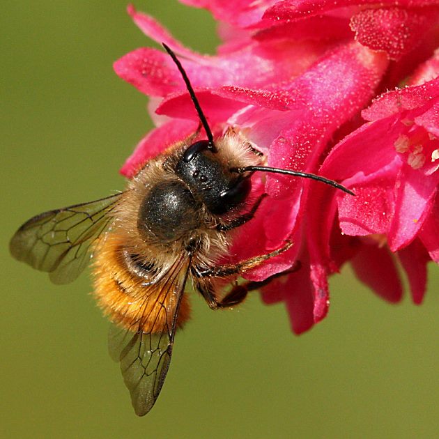 Osmia bicornis, M